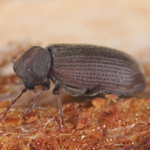 Analyse entomologique (insectes)