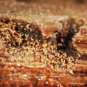 Analyse combinée (champignons + insectes)